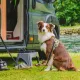 Voyage chien 2