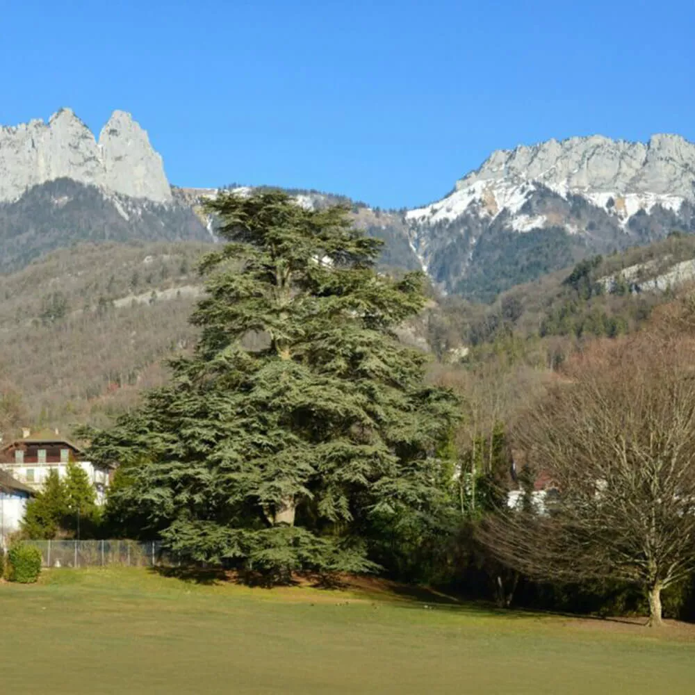 Paysage montagnard avec arbres et maisons au pied des sommets enneigés