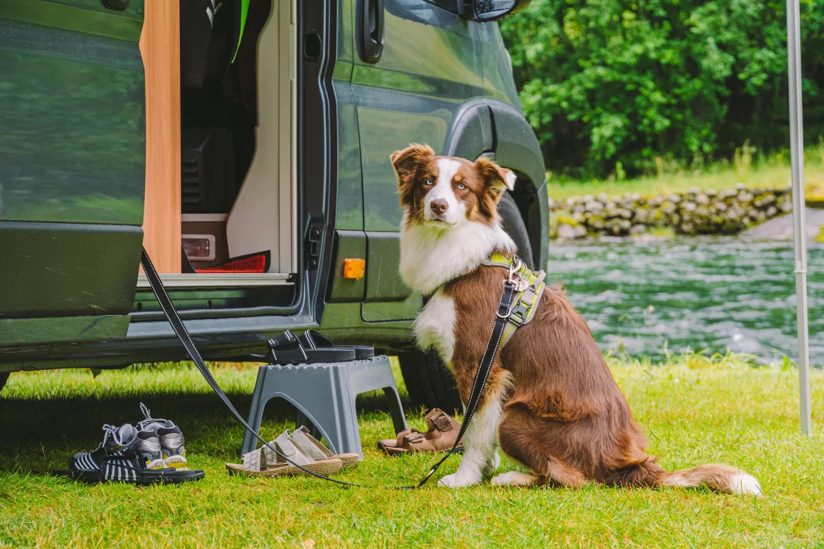 Voyage chien 2